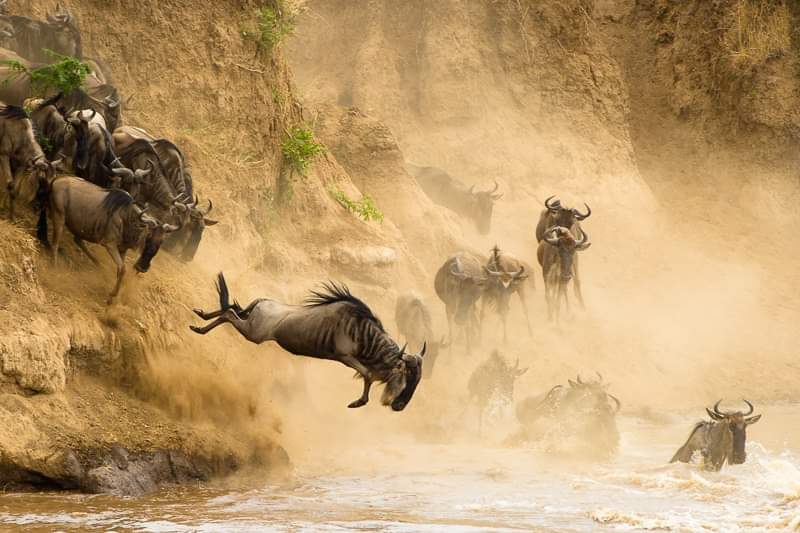 The Migration In Masai Mara